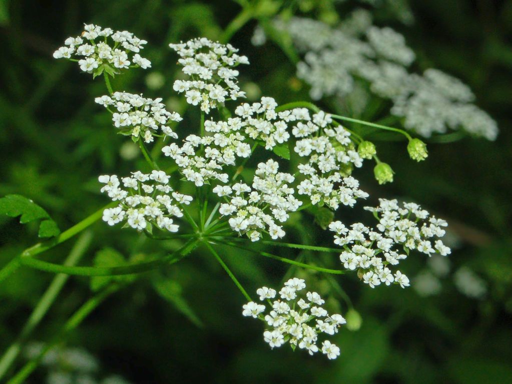 Un''ombrellifera - cfr. Chaerophyllum temulum